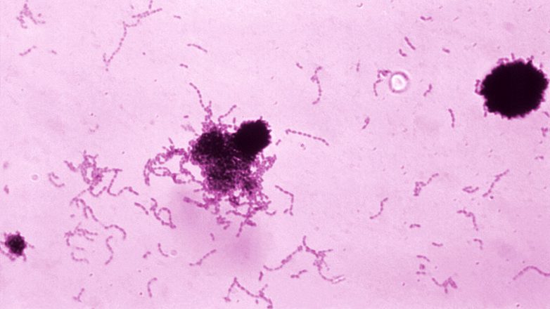 Streptococcus mutans