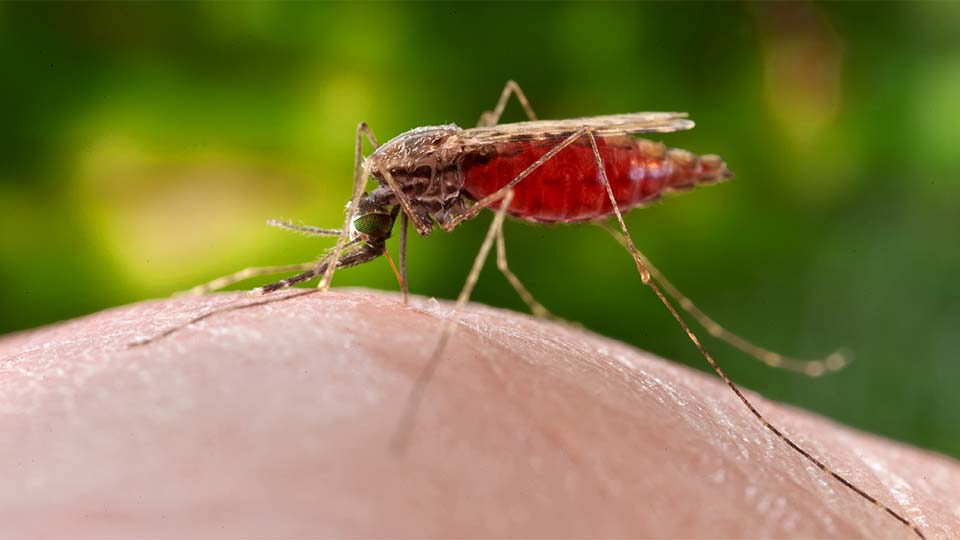 Welt-Malaria-Tag.