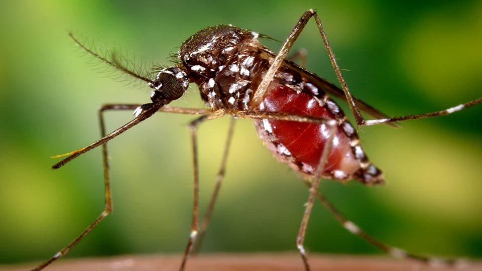 Mücke überträgt Zikavirus.