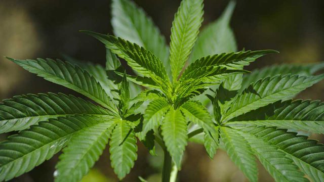 Eigen­an­bau von Canna­bis zu thera­peu­ti­schen Zwecken kann in Einzel­fäl­len geneh­migt werden