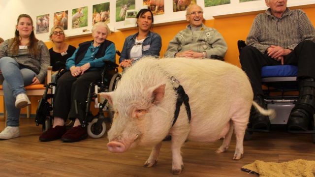 Ein Thera­pie-Schwein zu Gast in Kölner Senio­ren­heim