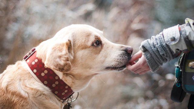 Blinde MS-Patien­tin hat Anspruch auf Blinden­führ­hund