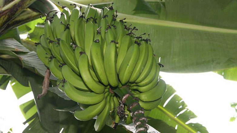 Wunden heilen mit Bananen­scha­len?