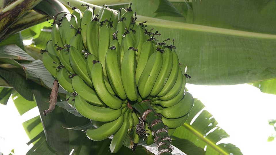 Banane Musa acuminata als Wundheilmittel.