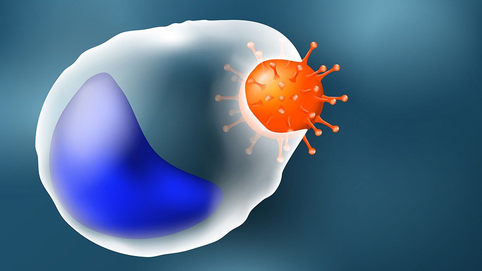 Darstellung einer Makrophage (sogenannte "Fresszelle"). Makrophagen gehören zu den Zellen des Immunsystems und beseitigen durch Phagozytose unter anderem Viren und abgestorbene Zellen.