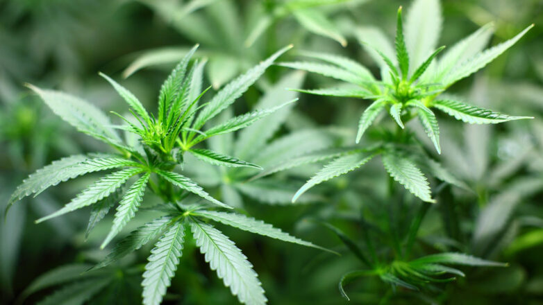 Chancen und Risiken der Freigabe von Canna­bis