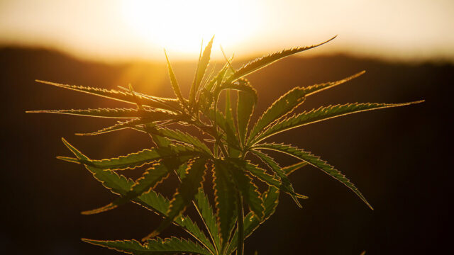 Canna­bis-Legali­sie­rung: Was bedeu­ten die Regie­rungs­pläne im Detail?