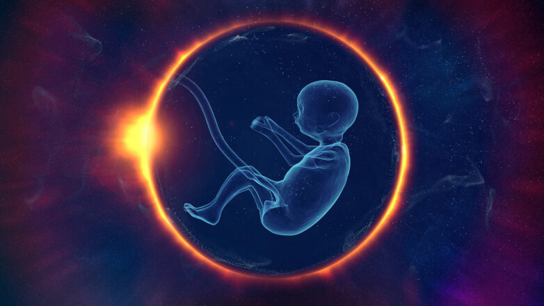 Embryo