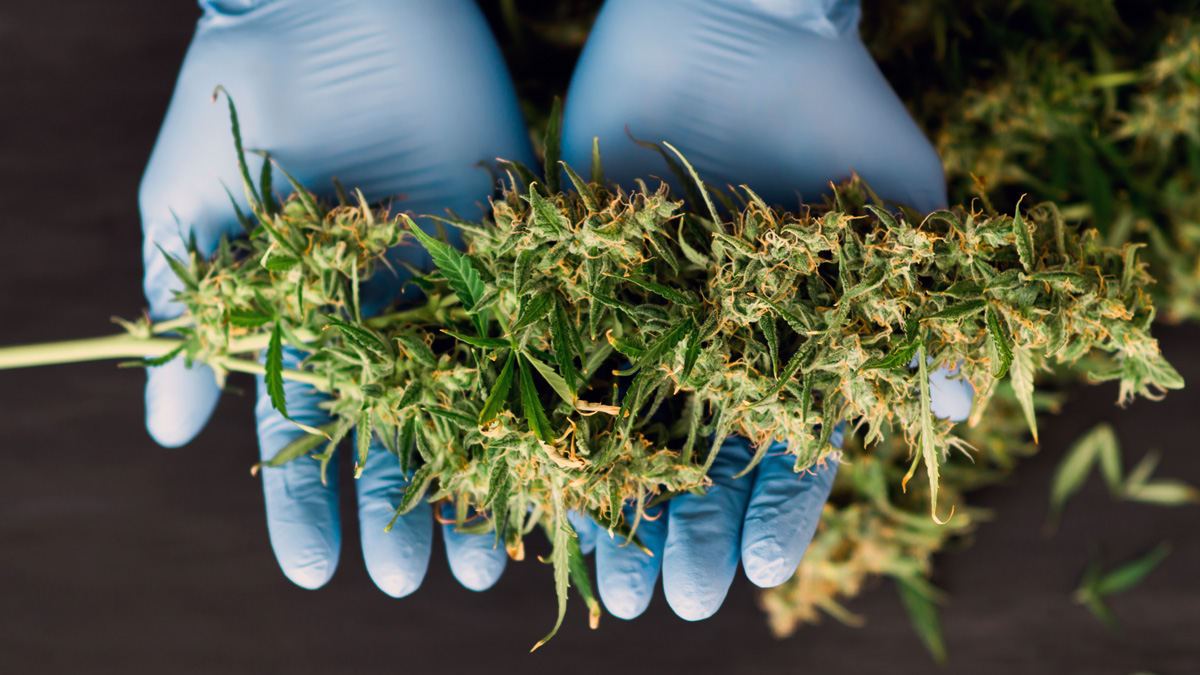 Cannabis