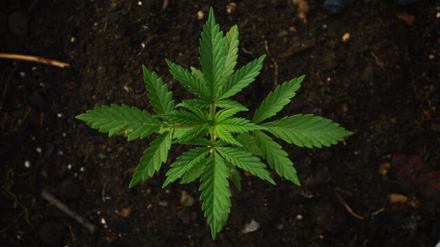 Canna­bis: Die Geset­zes­lage zur Freigabe!